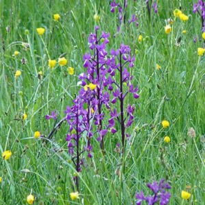 The scarce Lax-flowered Orchid near Arrocampo - Orchis laxiflora © John Muddeman